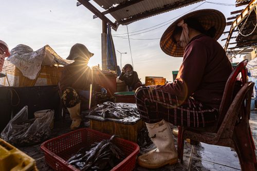 Free Women wearing Asian conical hats work at a bustling fish market at sunrise. Stock Photo