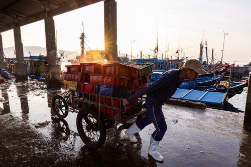 Free A fisherman pulls a cart loaded with fish crates at a busy dock during sunrise. Stock Photo