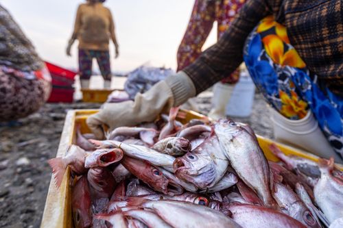 Free Fishermen sorting a catch of fish by the seaside, showcasing teamwork and daily life at dusk. Stock Photo