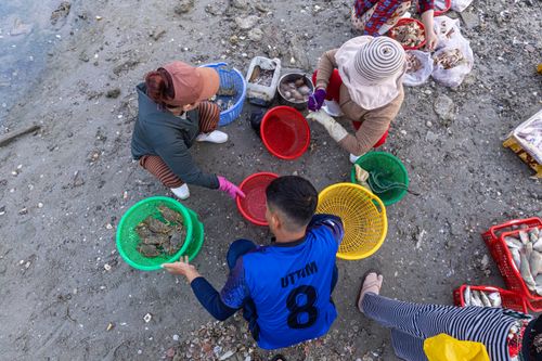 Free Group of adults sorting shellfish on the beach with colorful baskets. Stock Photo
