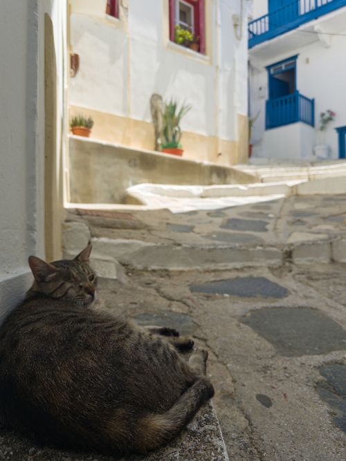 Free A tranquil scene with a cat lounging in a sunlit alley of Skopelos, Greece. Traditional architecture surrounds. Stock Photo