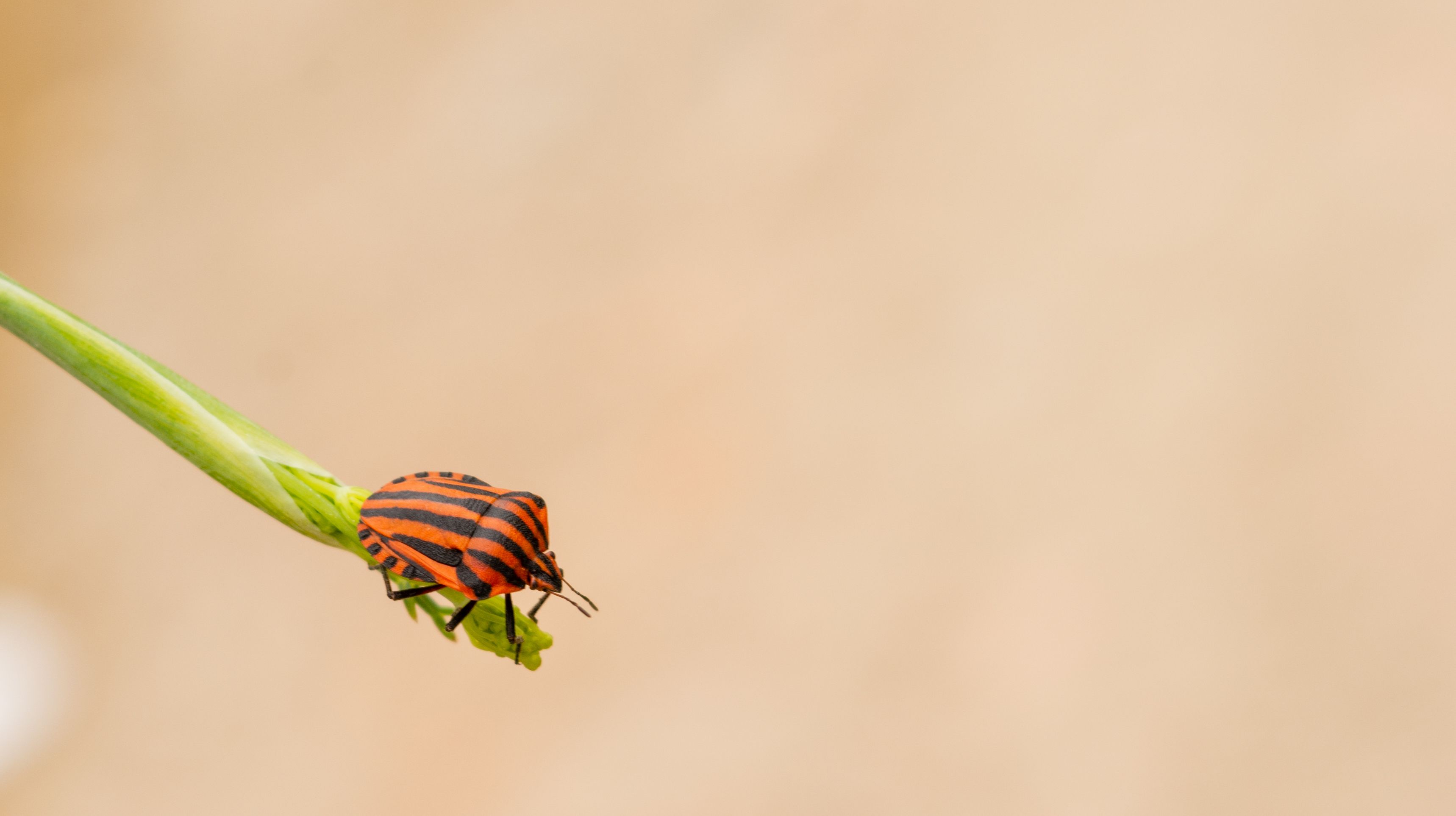 Vivid image of a striped shield bug perched on a green leaf with a beige background.