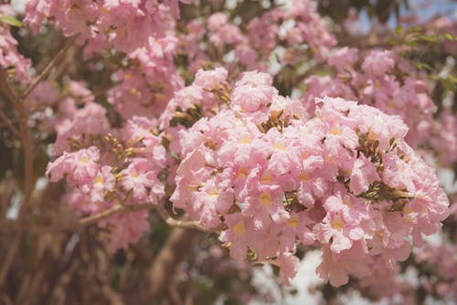 Free Pink Cherry Blossoms Flowers Stock Photo