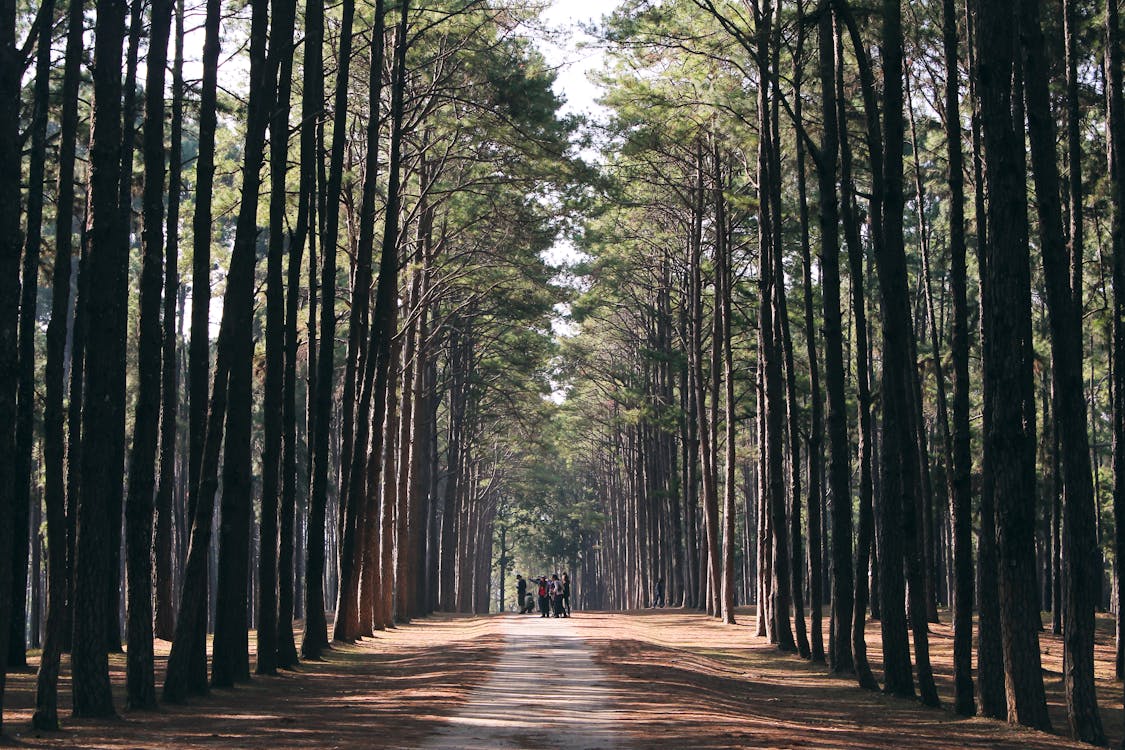 Foto d'estoc gratuïta de a l'aire lliure, acampant, arbres