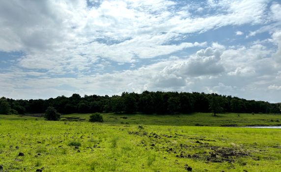 A peaceful landscape with a lush green meadow and distant forest under a cloudy sky.