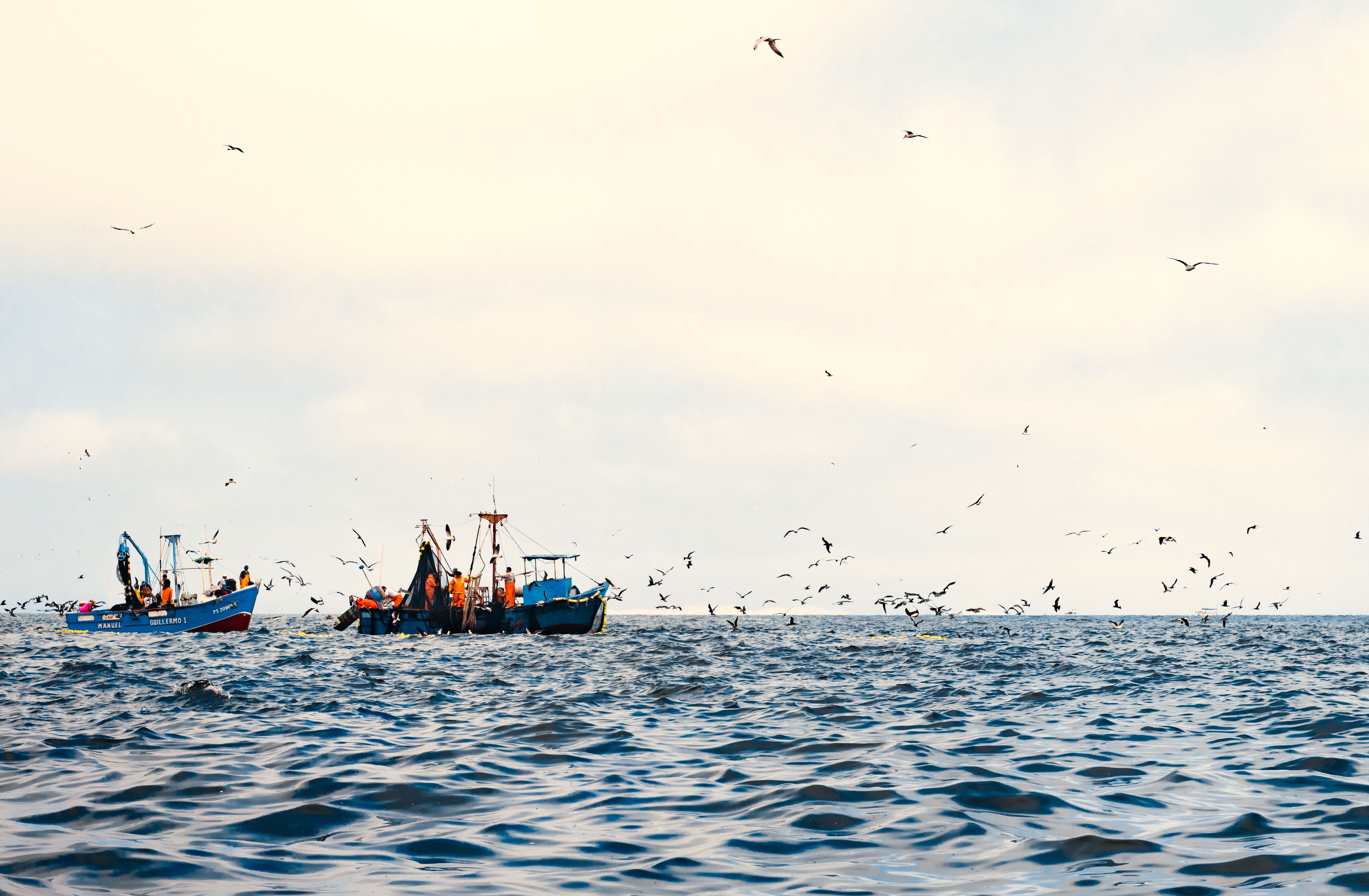 Fishing nets main cause of death among Cornwall's stranded common dolphins