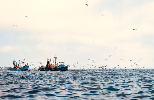 Free Fishing boats surrounded by seagulls on the ocean in Paracas, Peru during the day. Stock Photo
