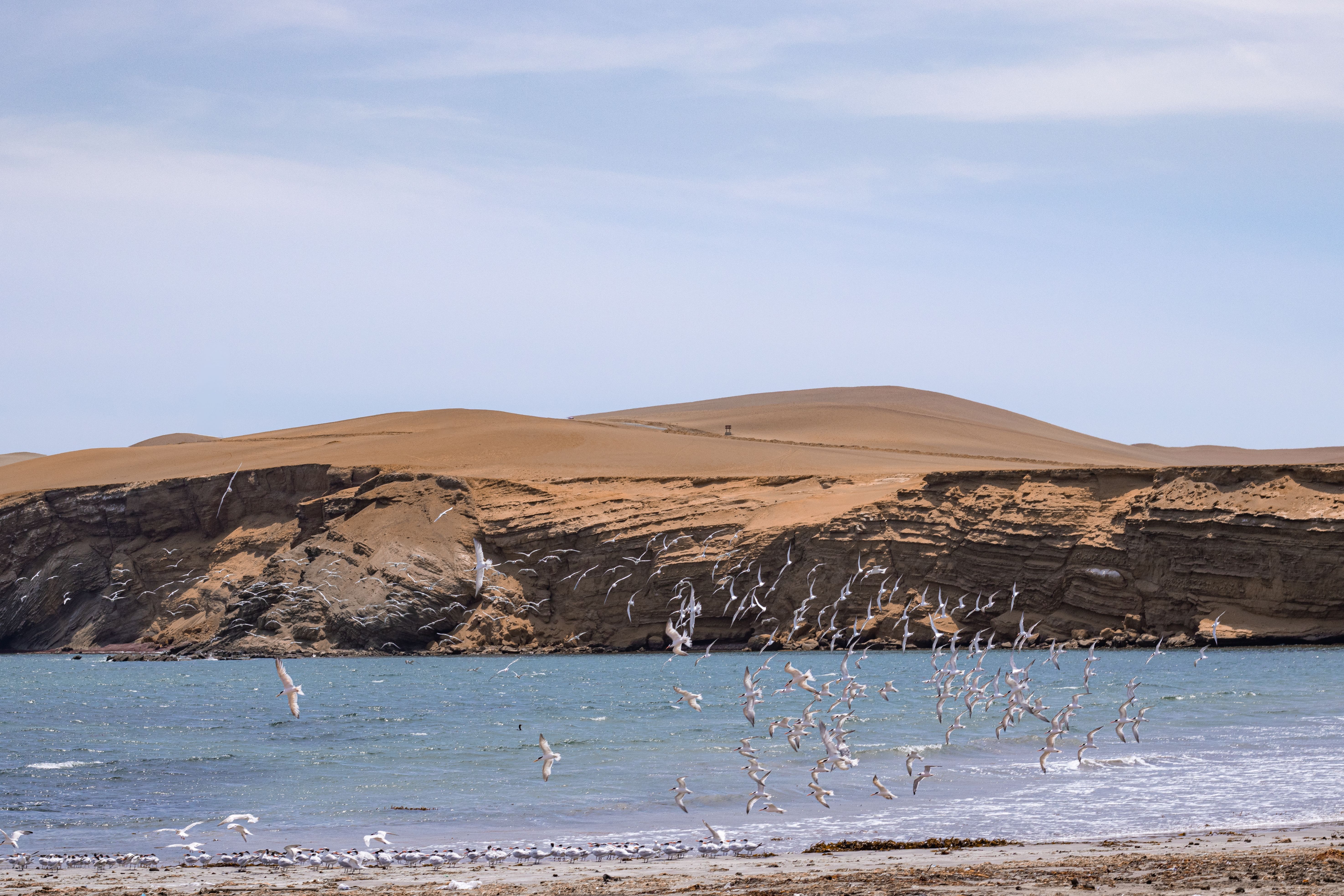 Paracas