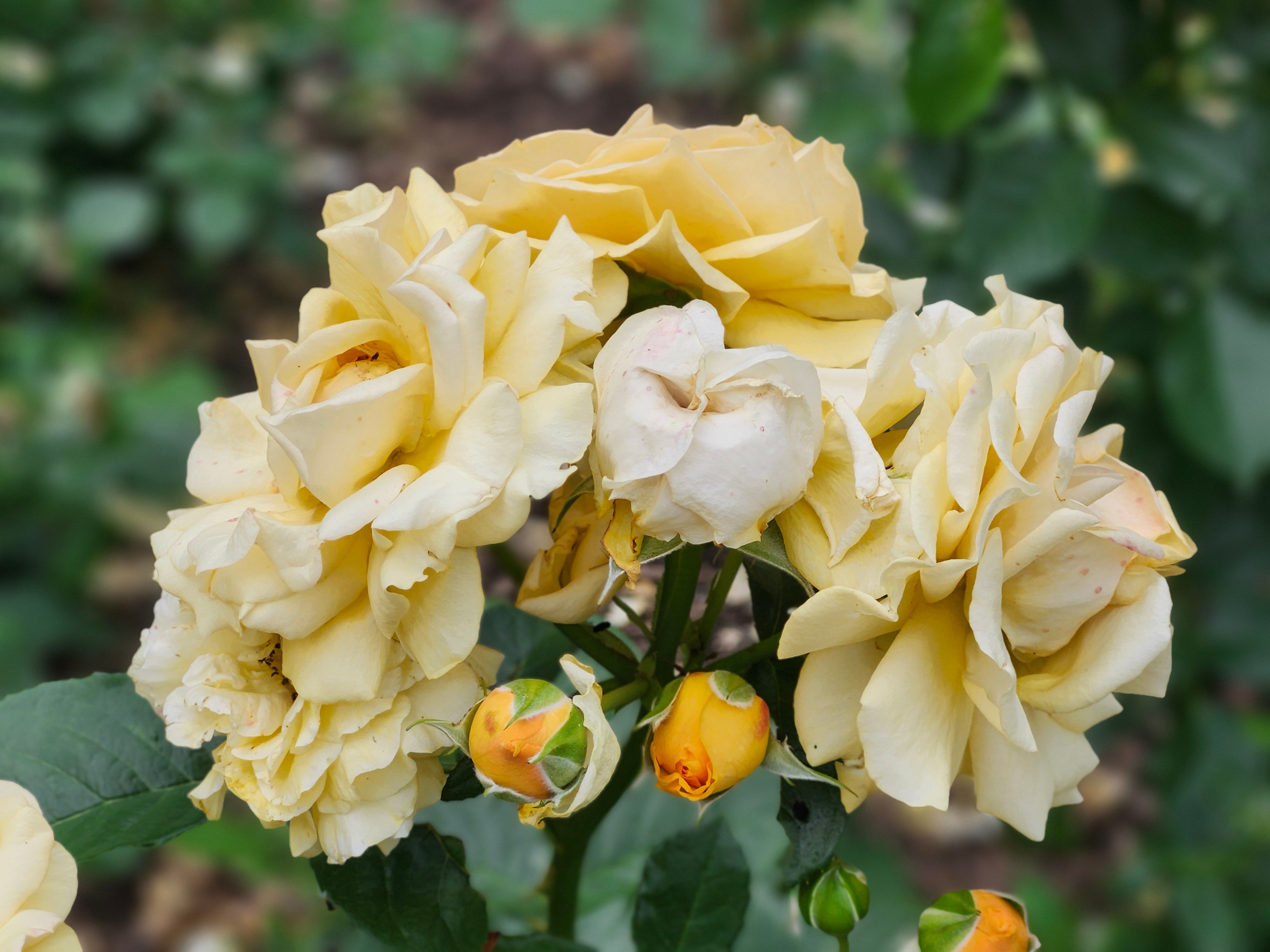 [ColoSach]-a-vivid-close-up-shot-of-clustered-yellow-roses-in-full-bloom,-showcasing-their-delicate-petals-and-vibrant-colors-in-a-garden-setting.