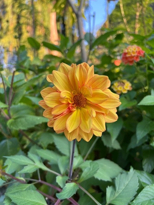 Free Bright orange dahlia blooming amidst lush green foliage in outdoor garden. Stock Photo