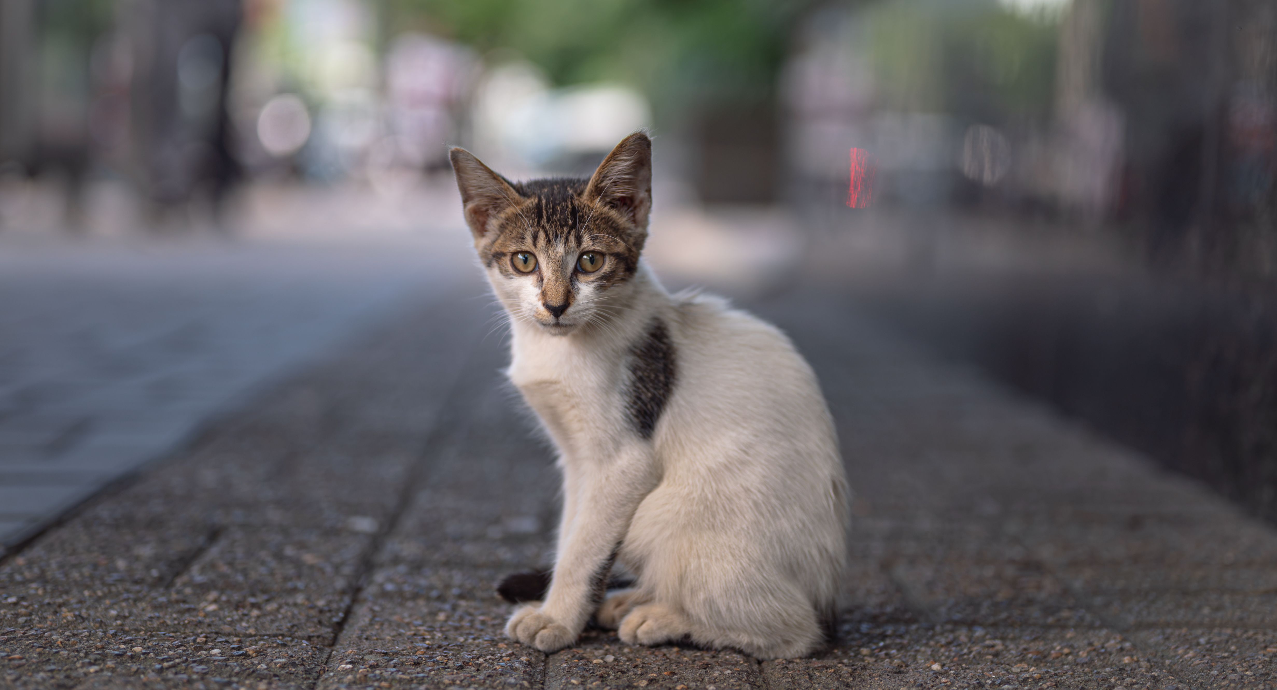 Healthcare and wellness consultation for a cat