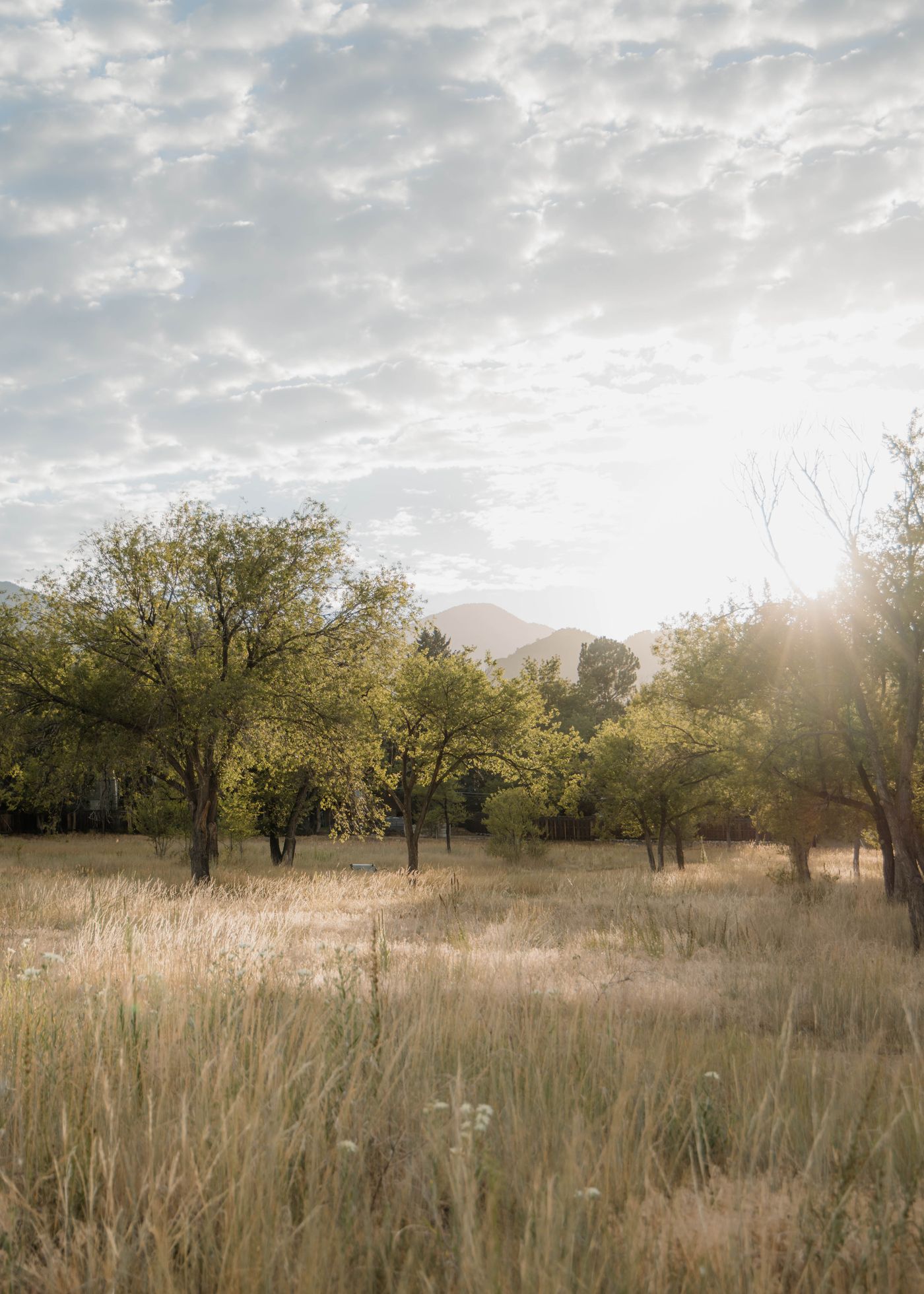 Peaceful meadow with trees and mountains illuminated by morning light