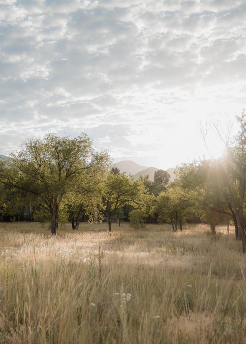 Free A peaceful meadow with trees and mountains illuminated by sunrise sunlight. Stock Photo