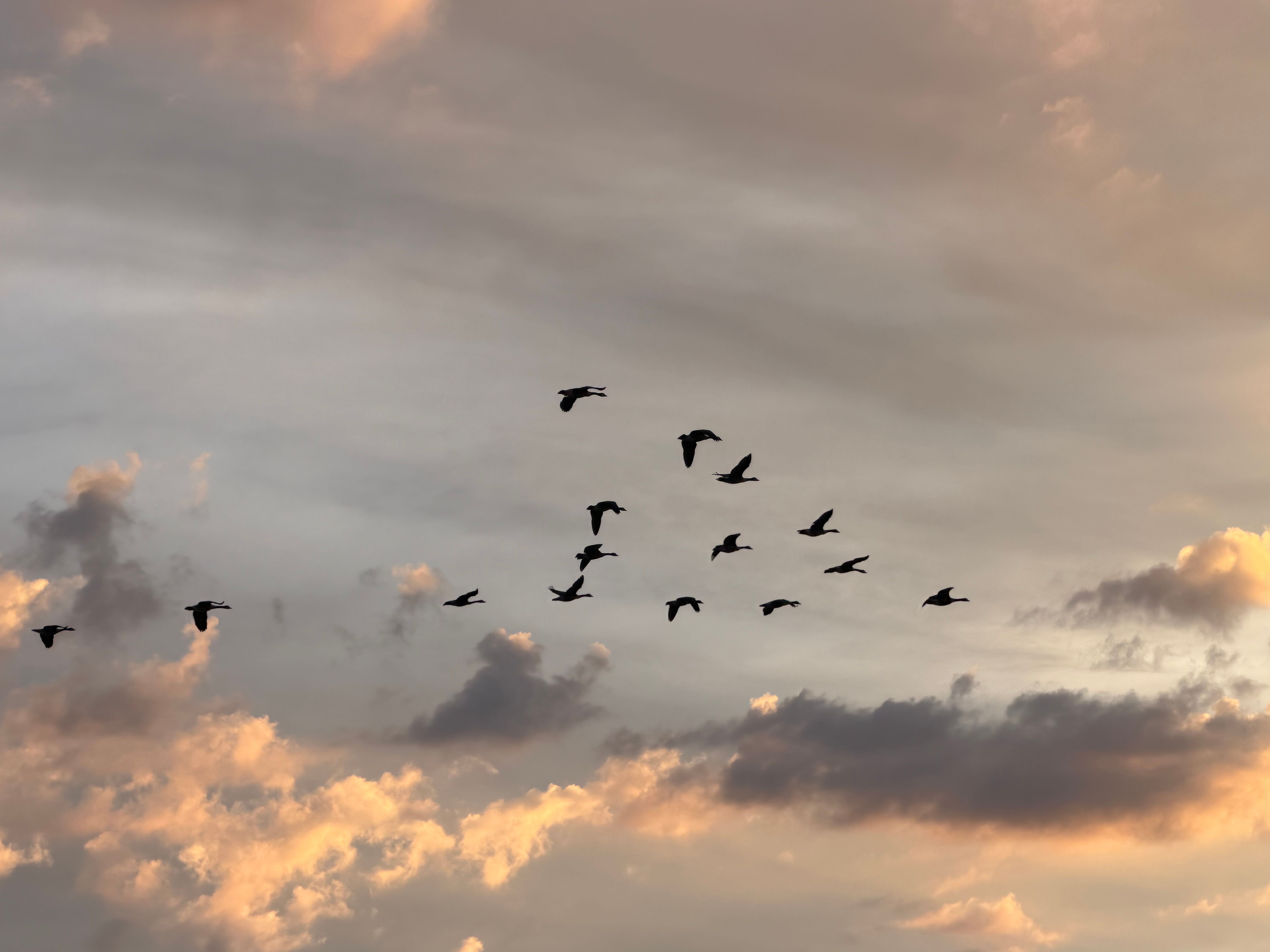 Certificate in Migration Law