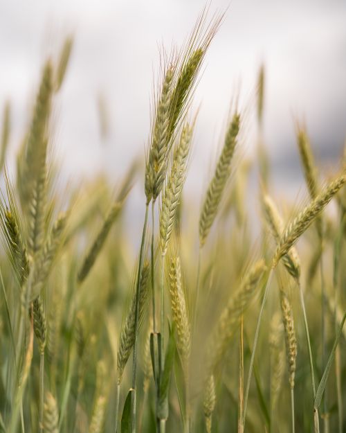 Free Close-up of golden wheat stalks in a field during a soft, natural light evening. Stock Photo