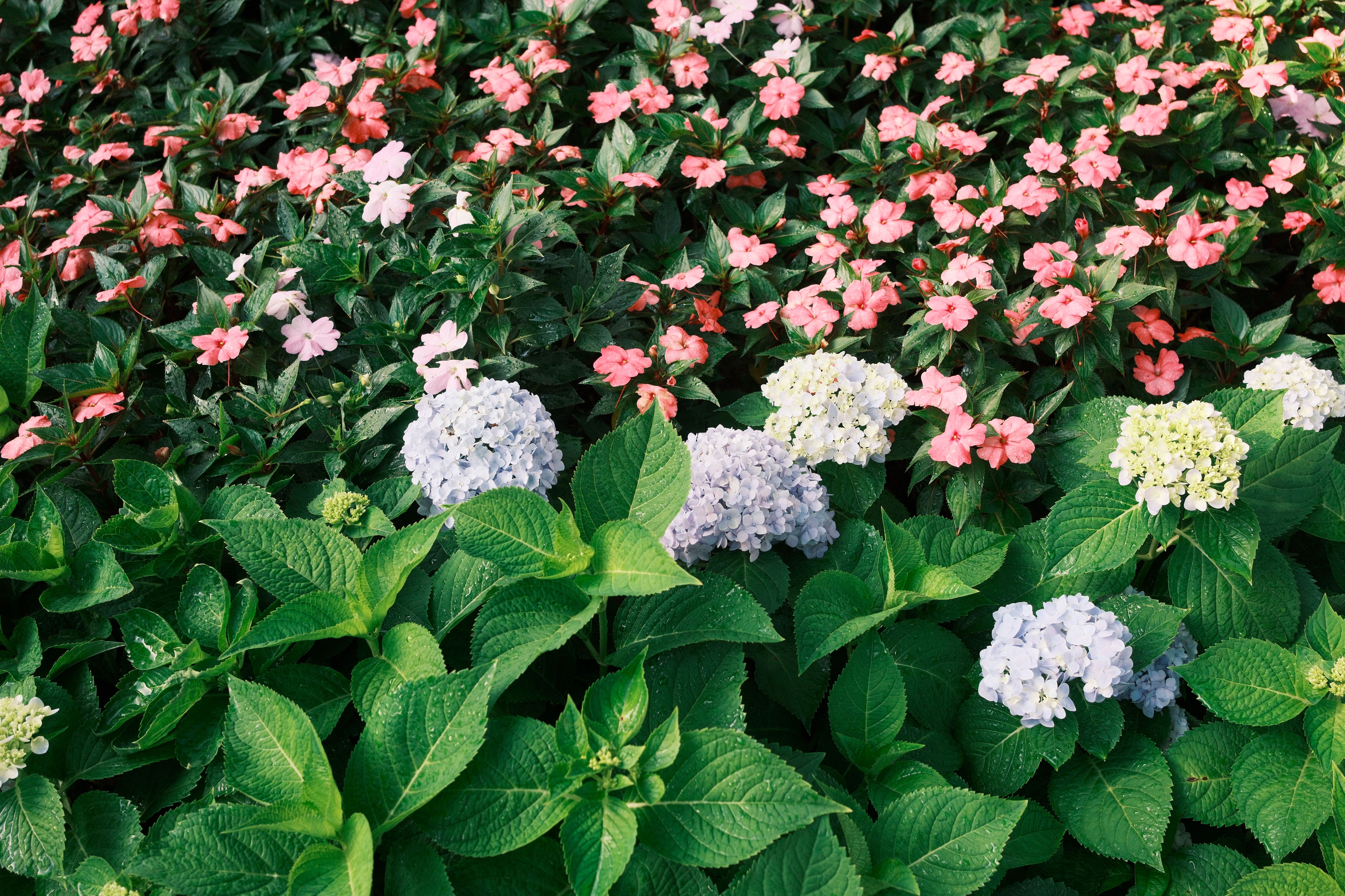 [ColoSach]-a-lively-outdoor-garden-scene-featuring-blooming-hydrangeas-and-impatiens,-showcasing-a-blend-of-pink-and-white-flowers.