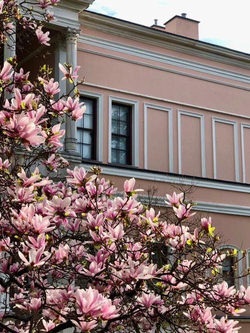 Free Magnolia blossoms in full bloom against a classical historic building in İstanbul. Stock Photo