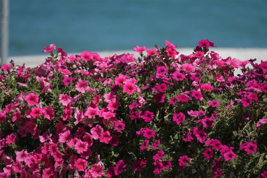 A lush bed of vibrant pink petunias in full bloom with a serene sea backdrop.