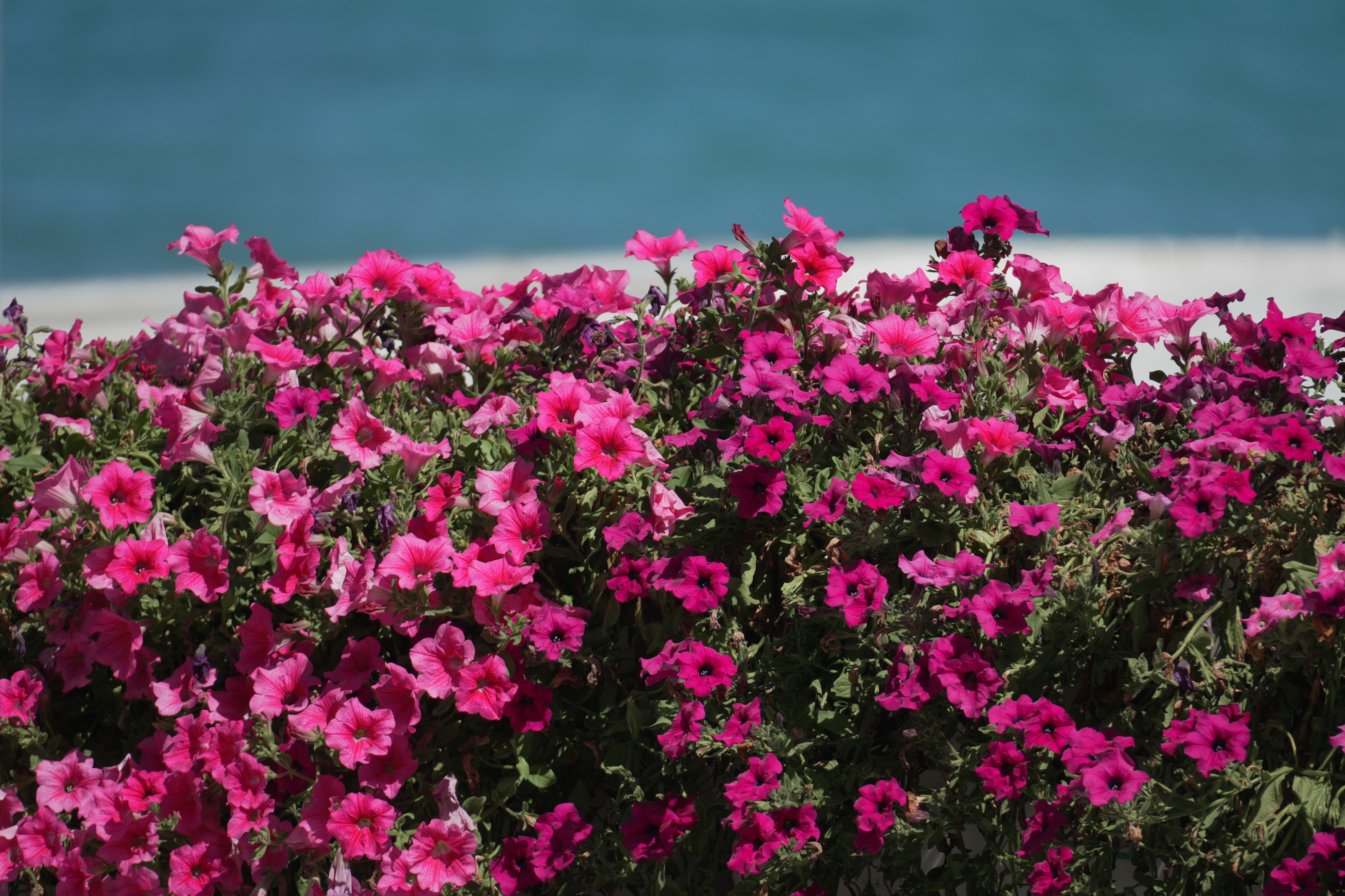 [ColoSach]-bright-pink-petunias-in-full-bloom-with-a-serene-ocean-backdrop,-ideal-for-spring-and-summer-themes.