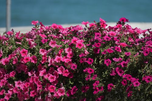 Free Lush pink petunias in full bloom with a serene blue background, perfect for garden themes. Stock Photo