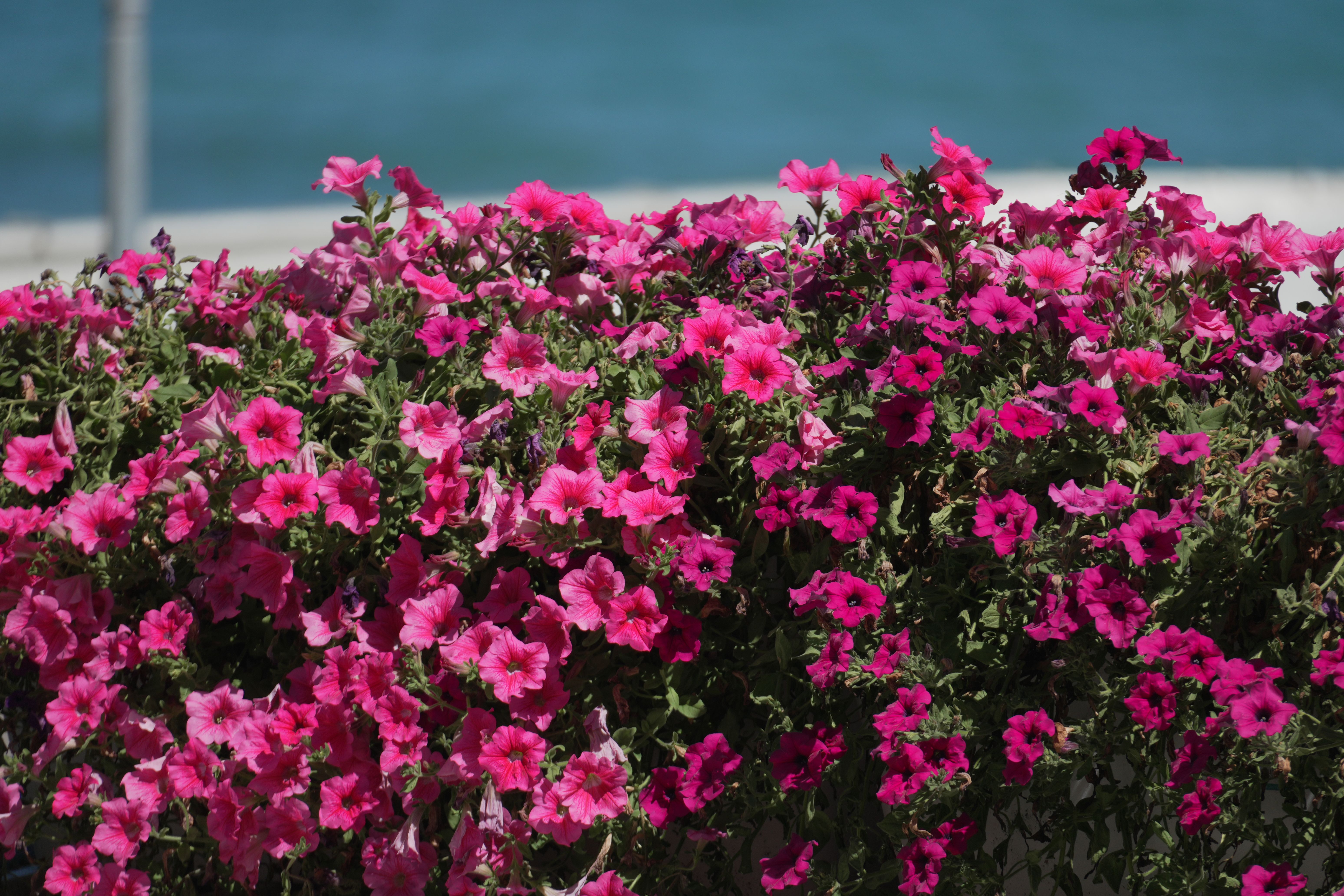 [ColoSach]-bright-pink-petunias-in-full-bloom-with-a-blue-sea-backdrop,-capturing-the-essence-of-summer.