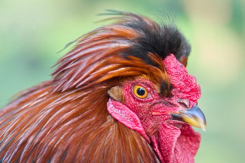 Free Detailed close-up of a colorful rooster showcasing vibrant plumage, red comb, and wattle. Stock Photo