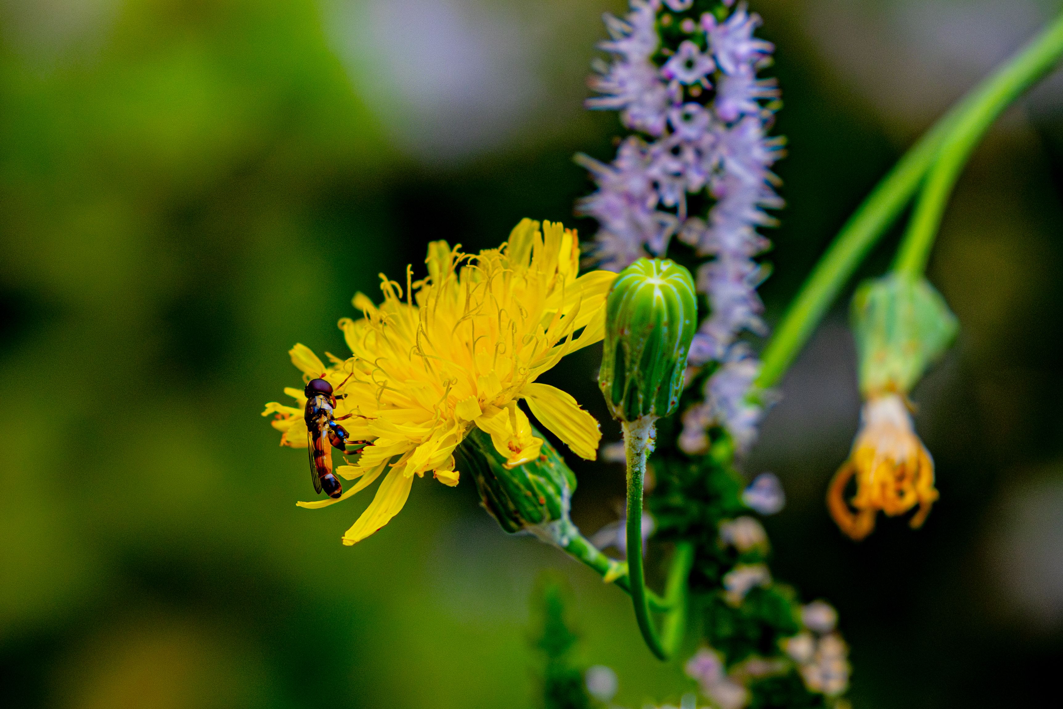 [ColoSach]-detailed-macro-shot-of-an-insect-on-a-yellow-flower-highlighting-vibrant-colors-and-natural-beauty.