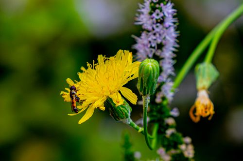 Free Detailed macro shot of an insect on a yellow flower highlighting vibrant colors and natural beauty. Stock Photo