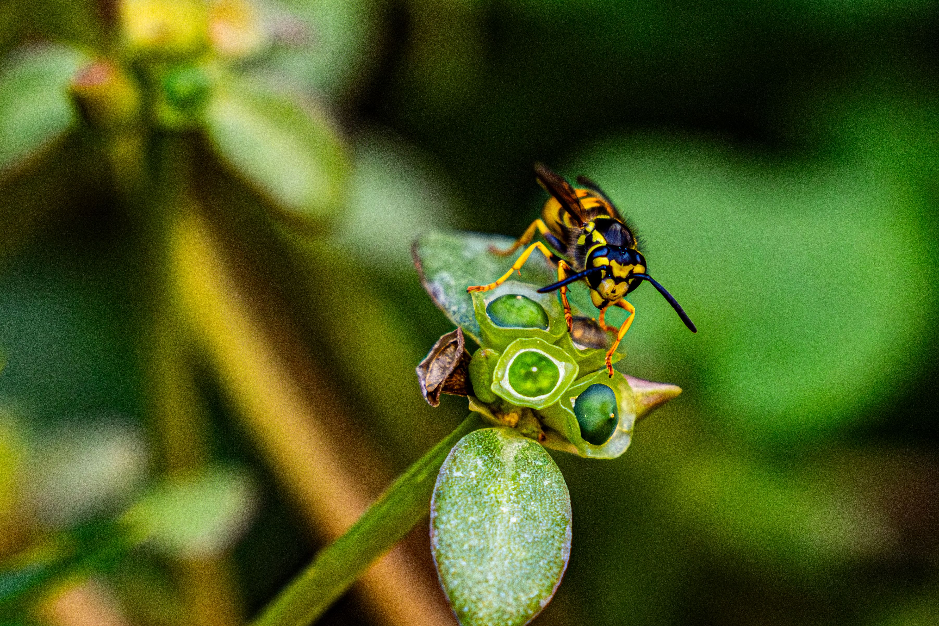 Close-up of a wasp resting on green leaves, a common stinging-insect pest addressed by pest control services