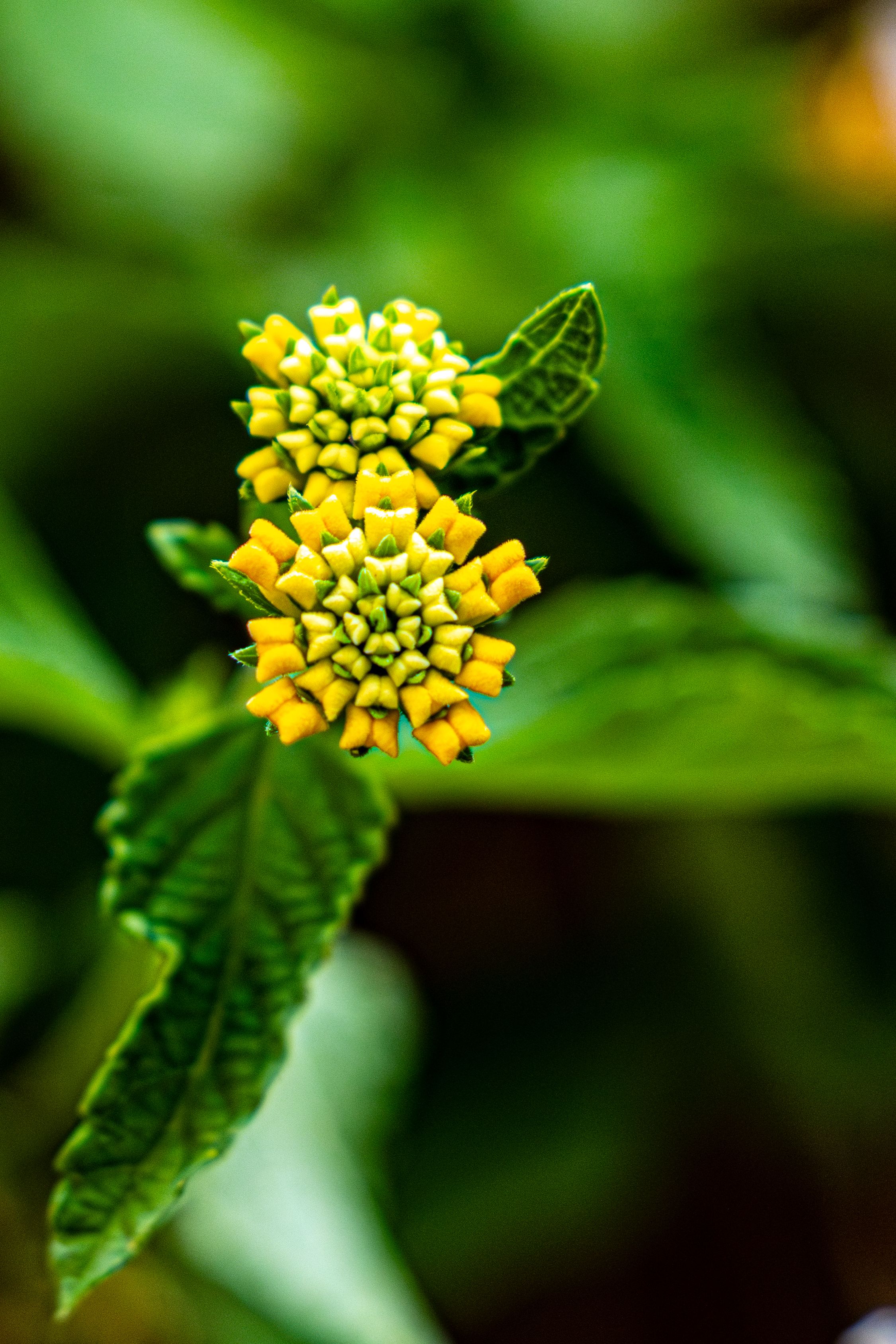 [ColoSach]-close-up-of-vibrant-yellow-flower-blossoms-against-a-lush-green-background-in-rome,-italy.