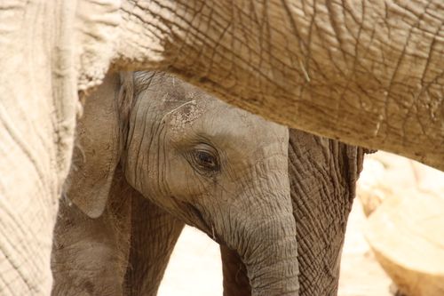 Free Adorable baby elephant nestled among adults in a natural setting. Stock Photo