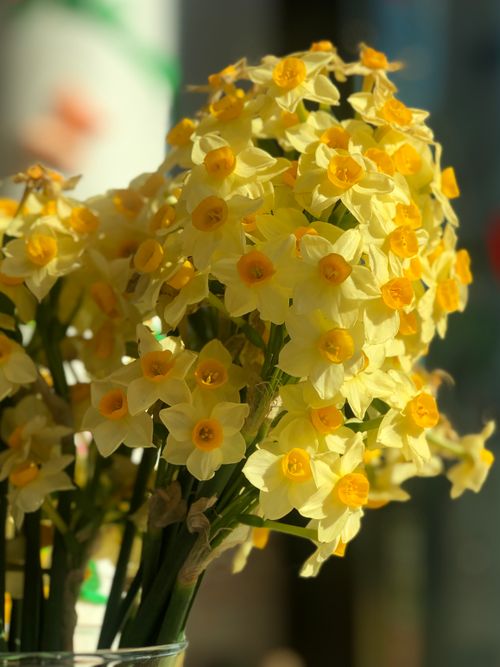 Free A vibrant bouquet of yellow daffodils in full bloom against a soft background, capturing the essence of spring. Stock Photo