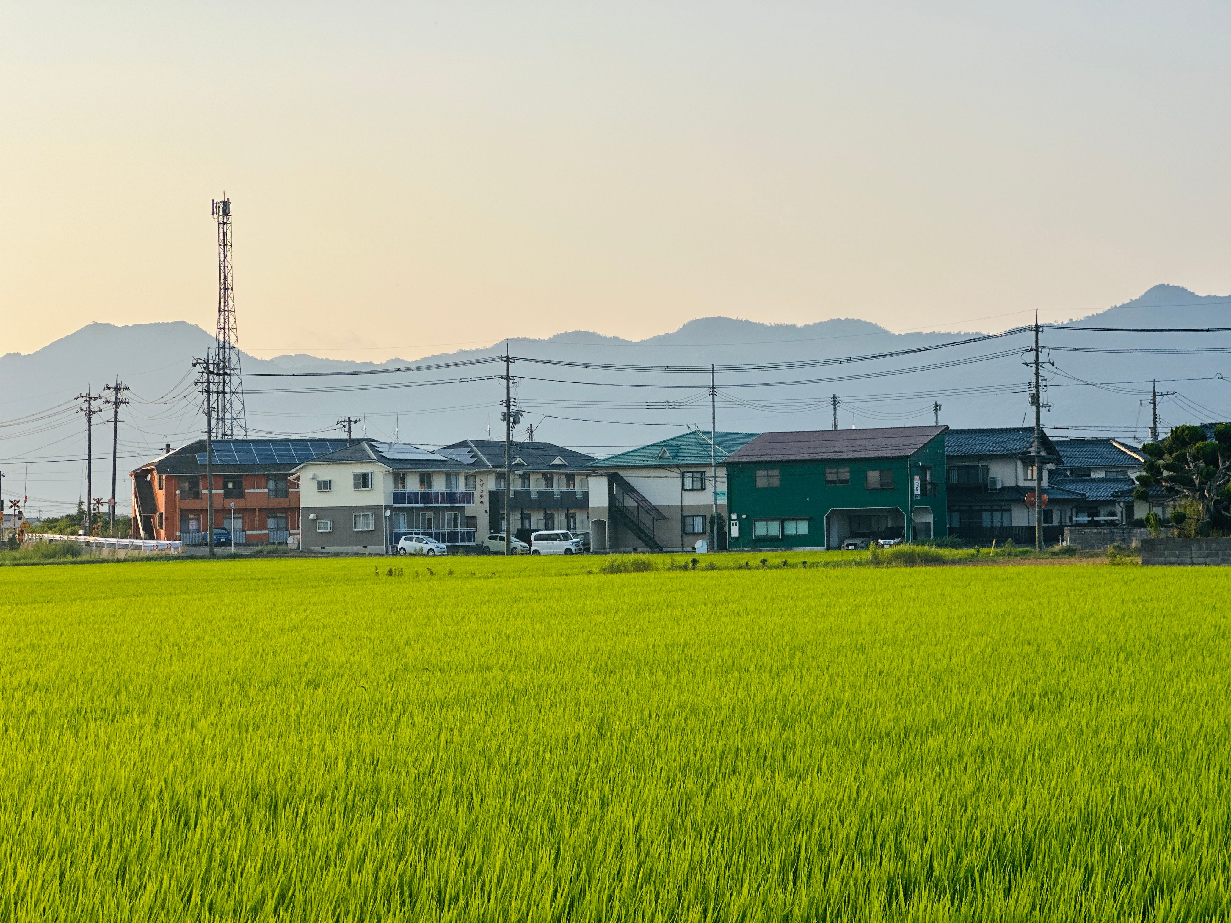夕暮れ時の日本の田園地帯に広がる、緑豊かな田んぼと伝統的な家々の穏やかな風景。