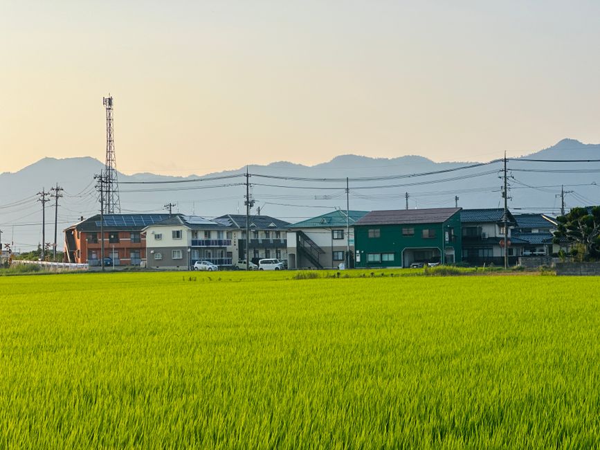 夕暮れ時の日本の田園地帯に広がる、緑豊かな田んぼと伝統的な家々の穏やかな風景。