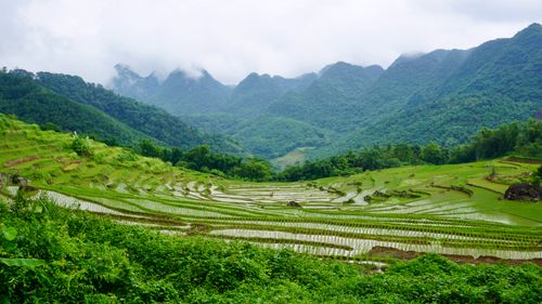 Free Vibrant green rice terraces in the misty mountains of Pu Luong, Vietnam, showcasing traditional farming. Stock Photo
