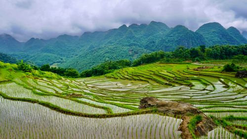 Free Discover the stunning terraced rice fields of Pu Luong, Vietnam's natural masterpiece. Stock Photo