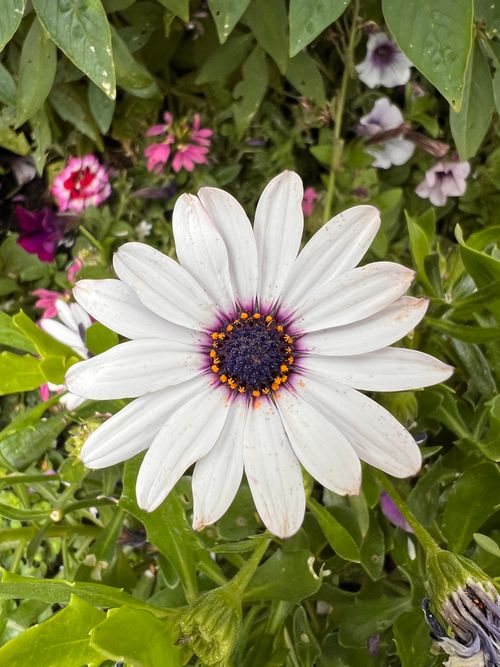 Free Vibrant white daisy with a purple center in a garden setting, showcasing nature's beauty. Stock Photo
