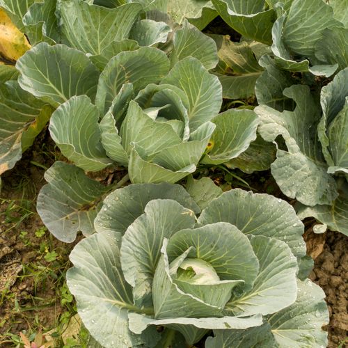 Free Vibrant green cabbages growing in a garden, showcasing lush foliage and healthy leaves. Stock Photo