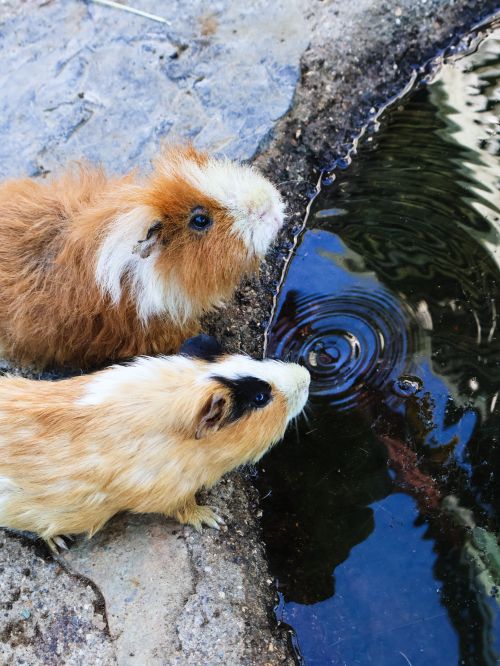 Free Two cute guinea pigs drink water from a pond edge outdoors. Stock Photo