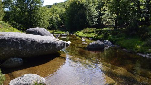 Free Tranquil river scene with boulders and lush greenery in Aullène, Corsica during summer. Stock Photo