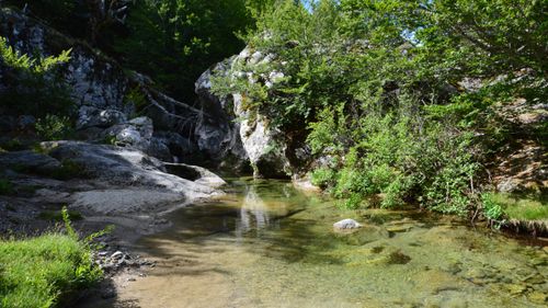 Free Serene forest stream in Aullène, Corsica, surrounded by lush greenery and rocky formations. Stock Photo