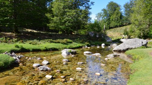 Free A peaceful stream surrounded by lush greenery in Aullène, Corse, France. Stock Photo