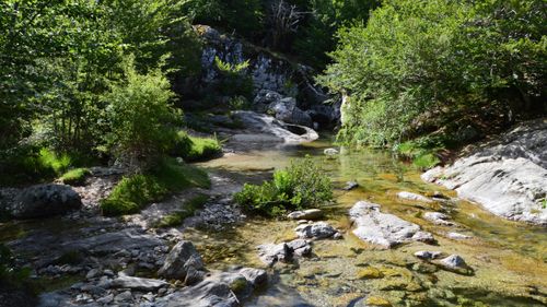 Free Peaceful stream flowing through lush forest in Aullène, Corsica, France. Stock Photo