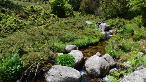 Free Tranquil mountain stream flowing through vibrant, lush greenery in Aullène, Corse, France. Stock Photo