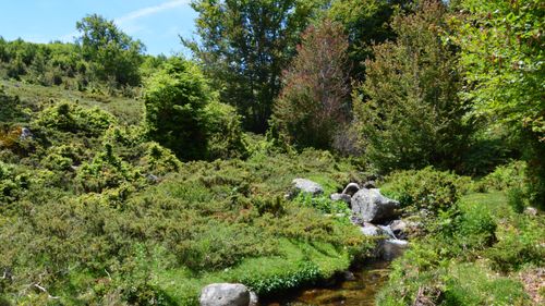Free Peaceful landscape of vibrant greenery and a stream in Aullène, Corsica. Stock Photo