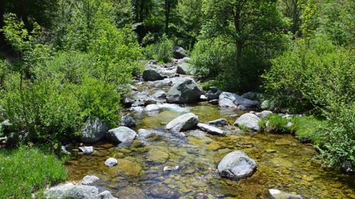 Free Tranquil stream flowing through lush greenery in Aullène, Corsica, France, surrounded by rocks and trees. Stock Photo