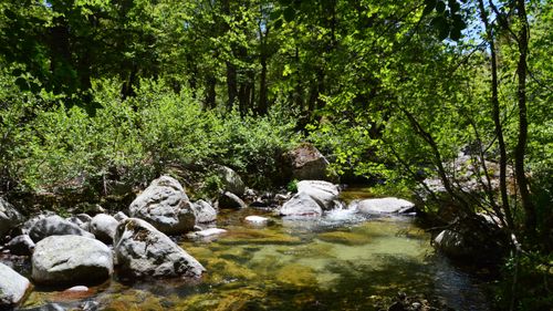 Free Peaceful forest stream surrounded by lush greenery and rocks in Aullène, Corse, France. Stock Photo