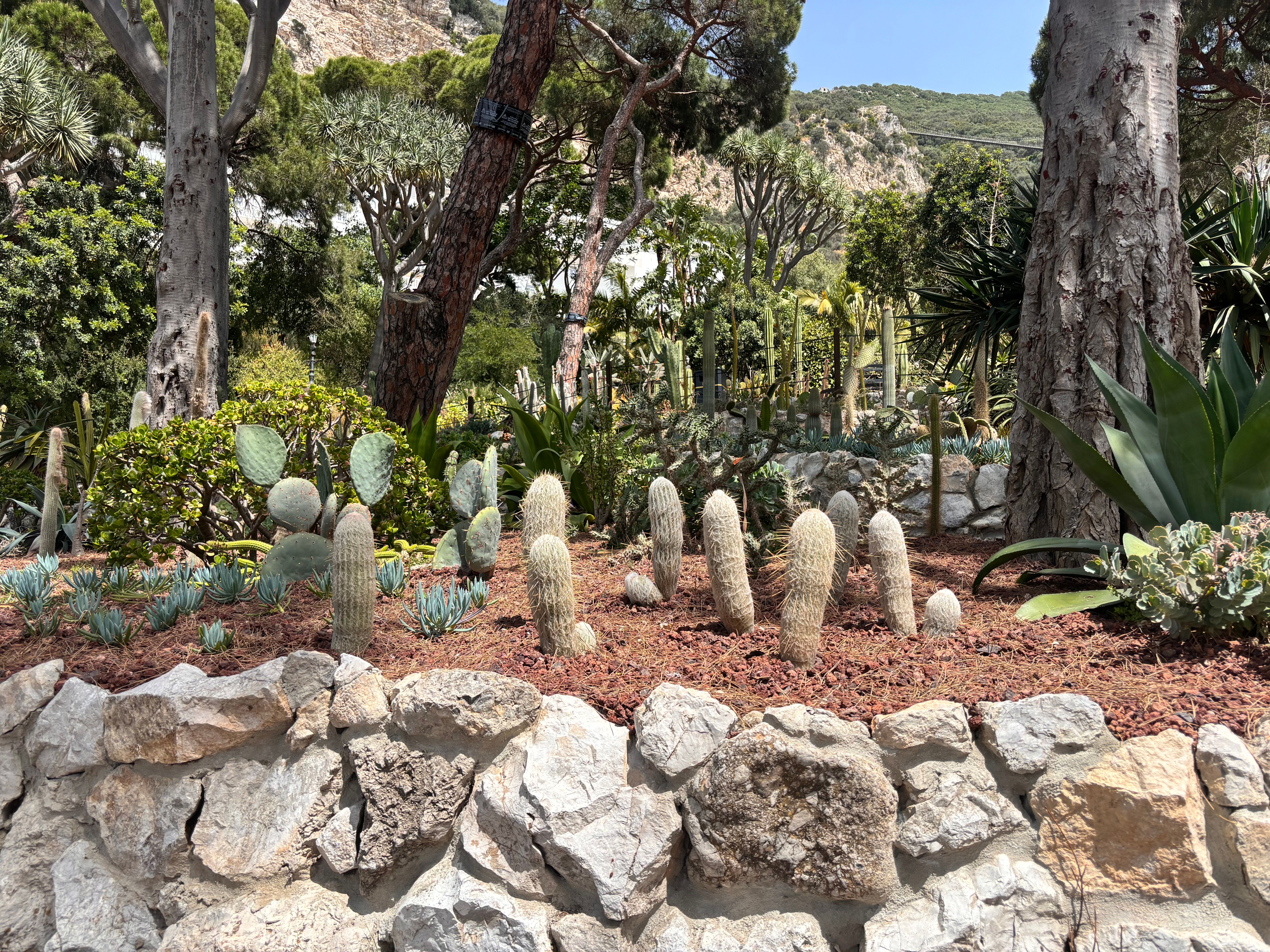 Jardin Exotique de Monaco
