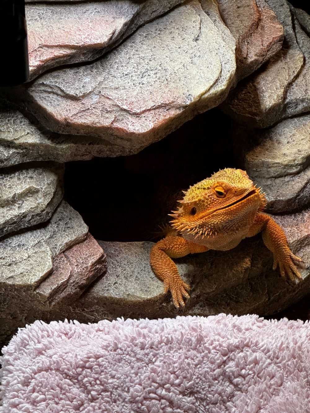 Bearded dragon resting on a rock formation in a terrarium habitat