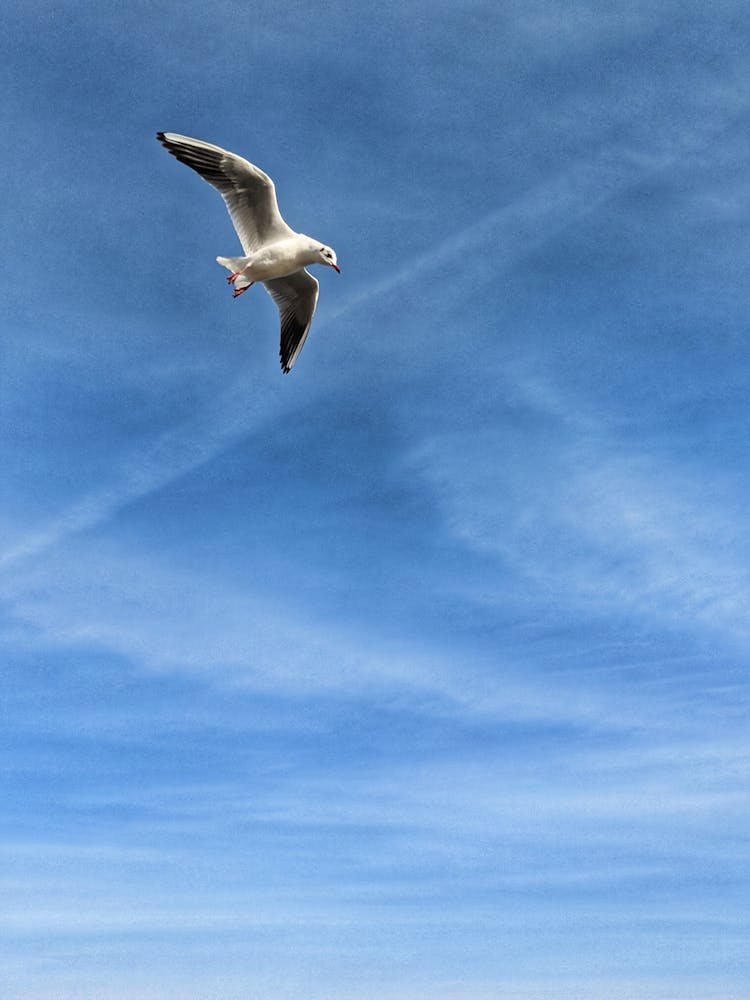 White Bird Flying Under Blue Sky